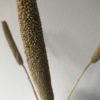 Babala naturel