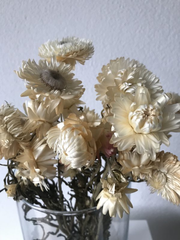 Droogbloemen Helichrysum