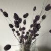 Phalaris Lavendel