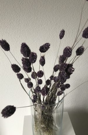 Phalaris Lavendel