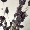 Phalaris Lavendel droogbloemen