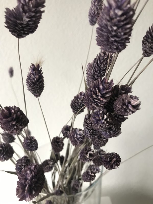 Phalaris Lavendel droogbloemen