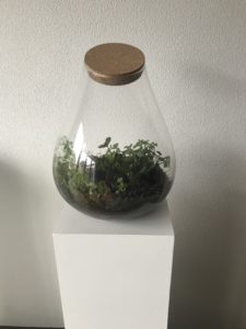 Terrarium groot
