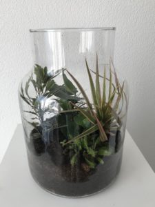 terrarium open