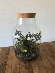 Terrarium