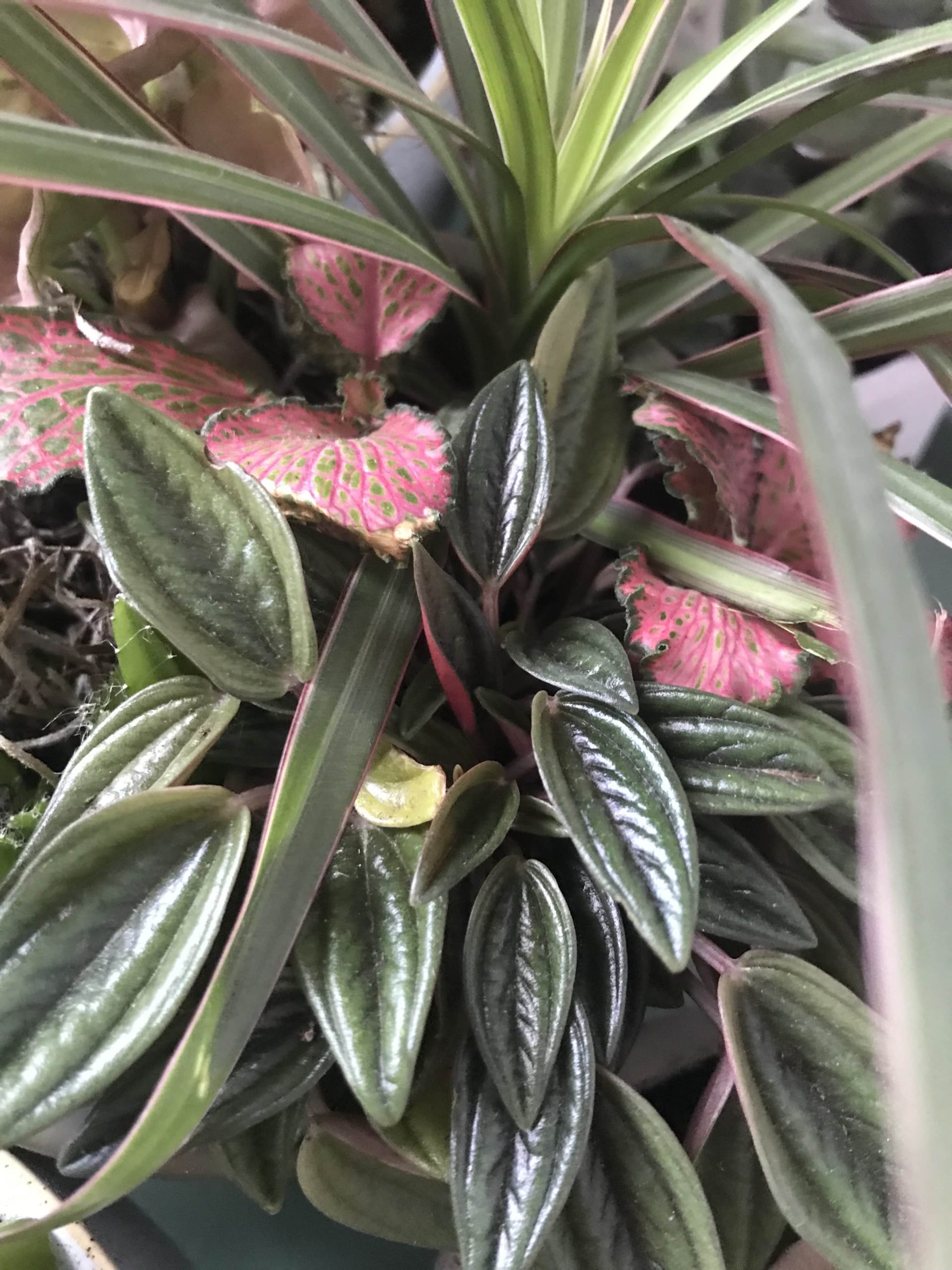 plant close-up